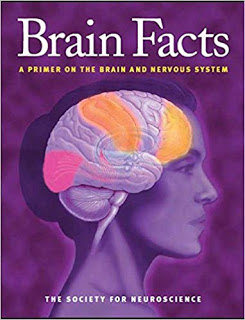 brain facts a primer on the brain and nervous system pdf,brain facts a primer on the brain and nervous system apa citation,brain facts a primer on the brain and nervous system society for neuroscience 2012,brain facts a primer on the brain and nervous system 2018,facts about brain and nervous system,facts about the brain in the nervous system